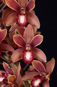 Cymbidium Abundance Mary Lee Grey AM/AOS 82 pts. flower